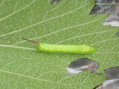 Theretra boisduvalii