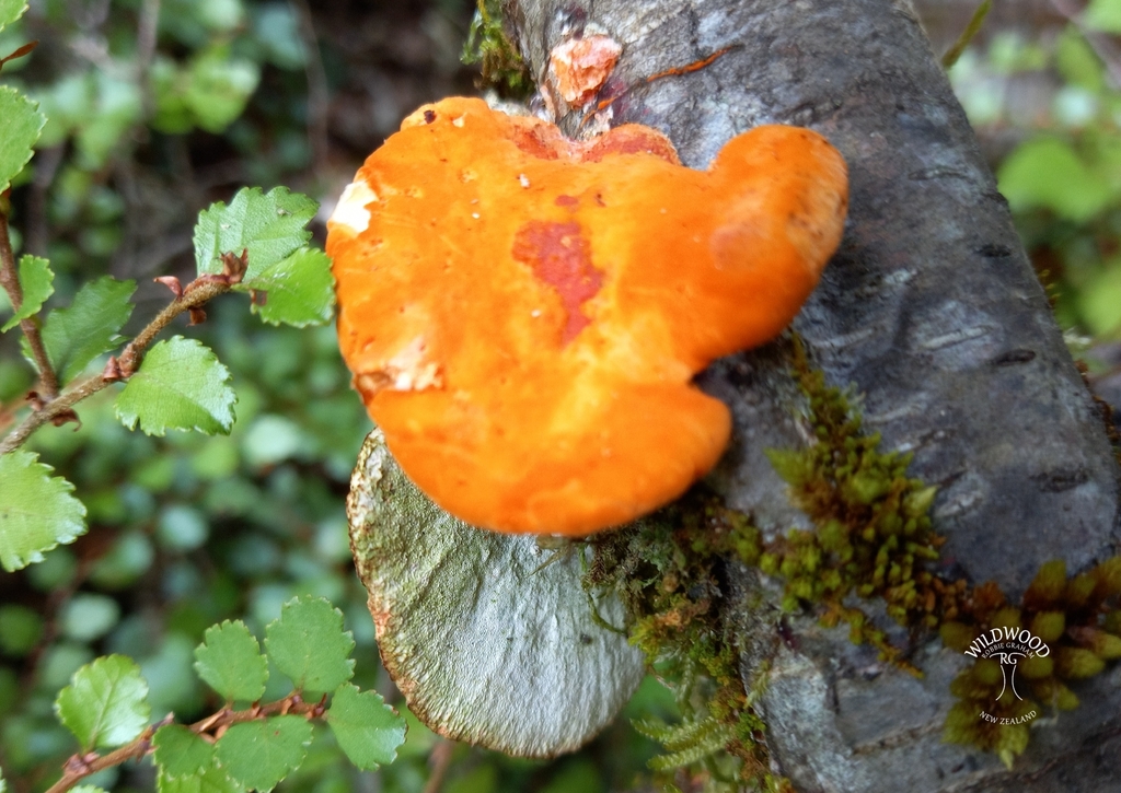 Trametes coccinea · February 2025 · photo: © robbiebgraham (iNaturalist, cc0)