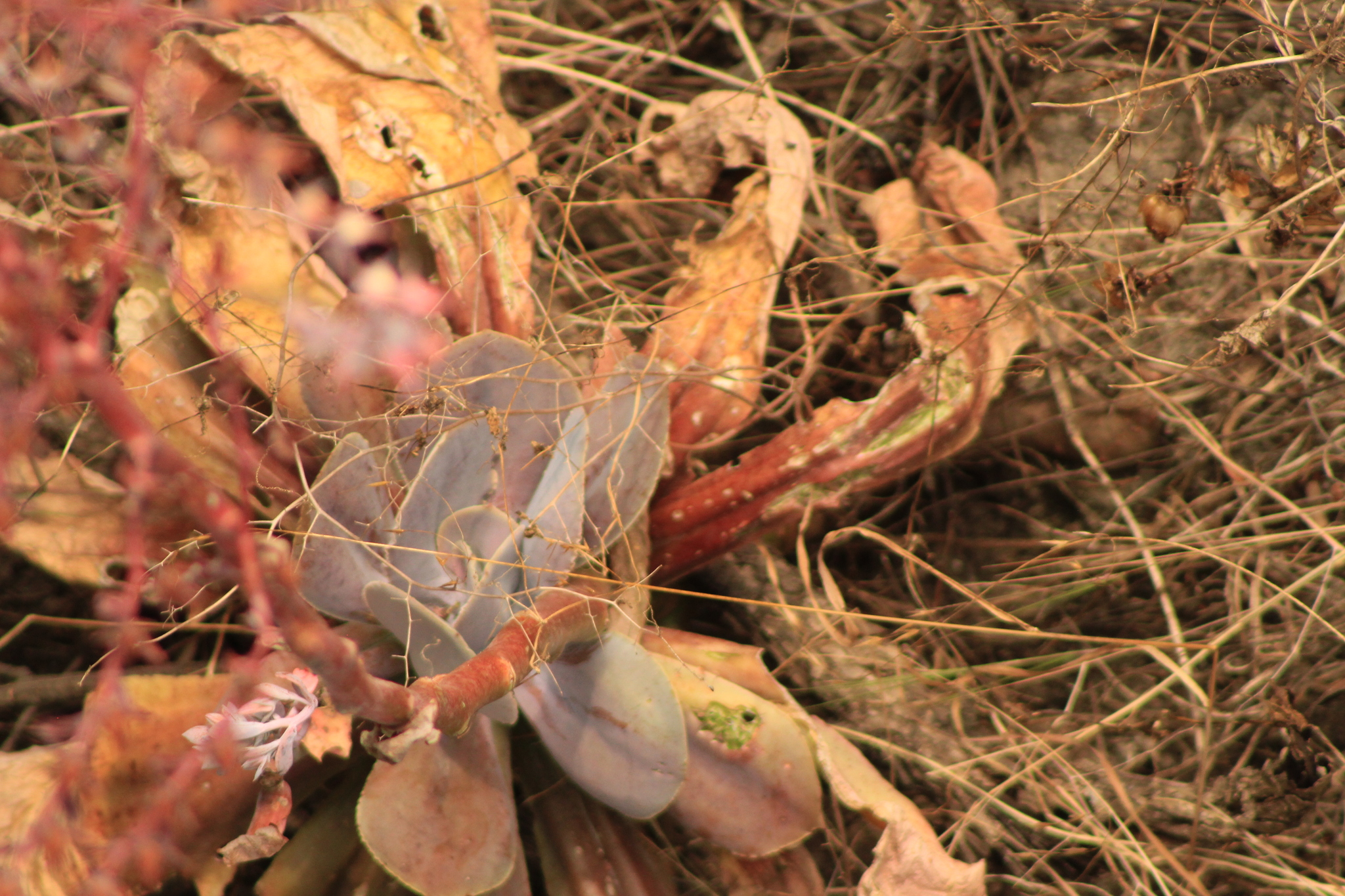 Imagem de Rosa-de-pedra