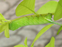 Psilogramma menephron