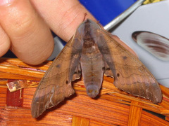 Marumba