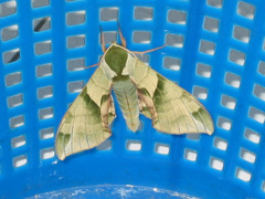 Callambulyx tatarinovii