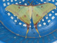 Actias sinensis