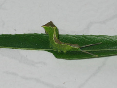 Cerura