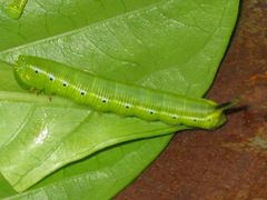 Cephonodes hylas