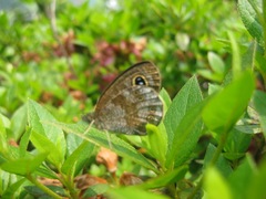 Ypthima argus
