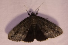 Catocala residua