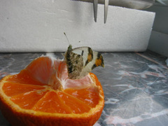 Anthocharis scolymus