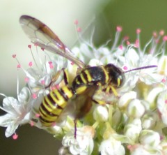Eucerceris provancheri