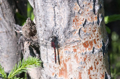 Leucorrhinia borealis