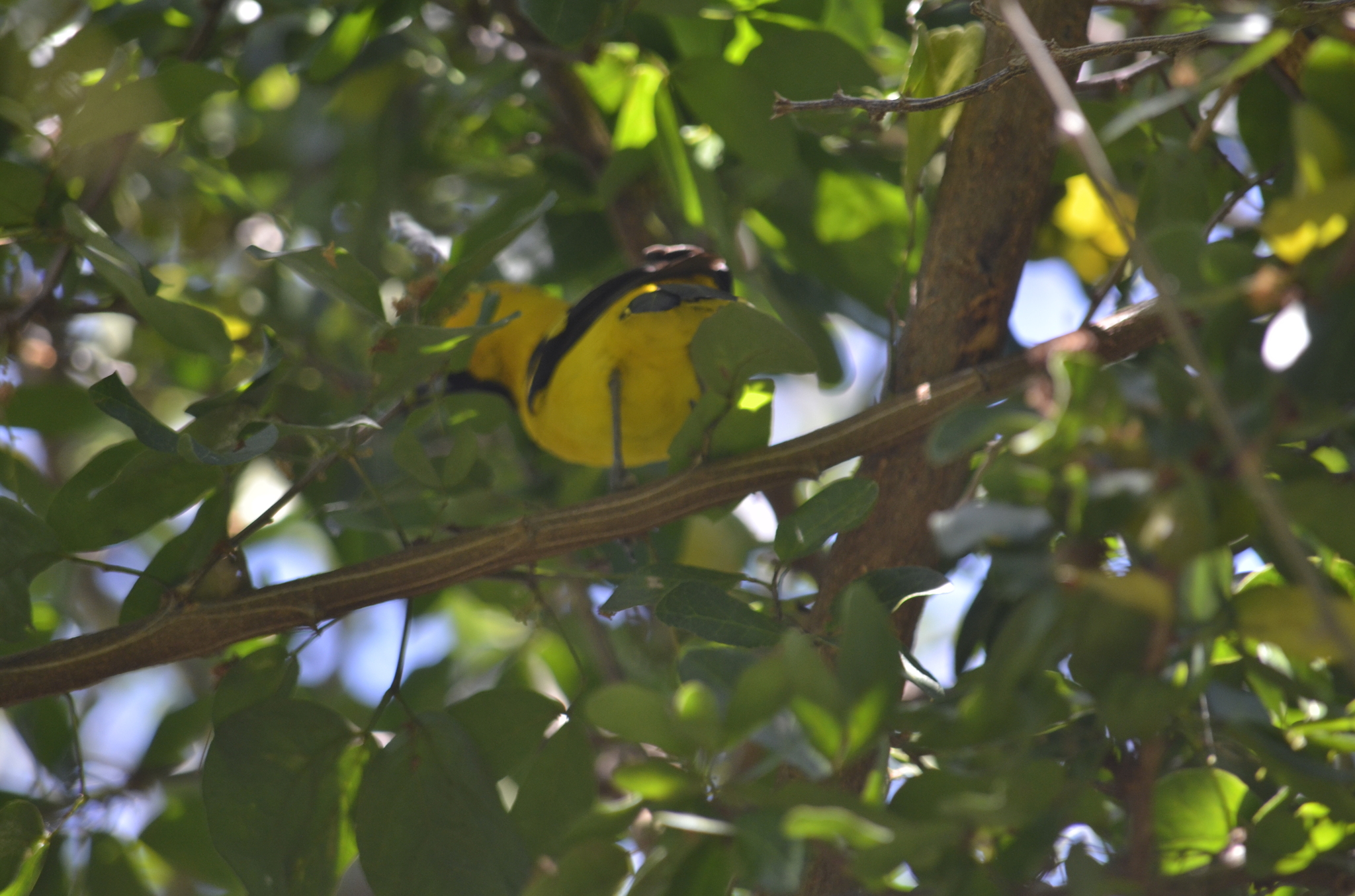 Yellow-tailed Oriole (Icterus mesomelas), photo 7