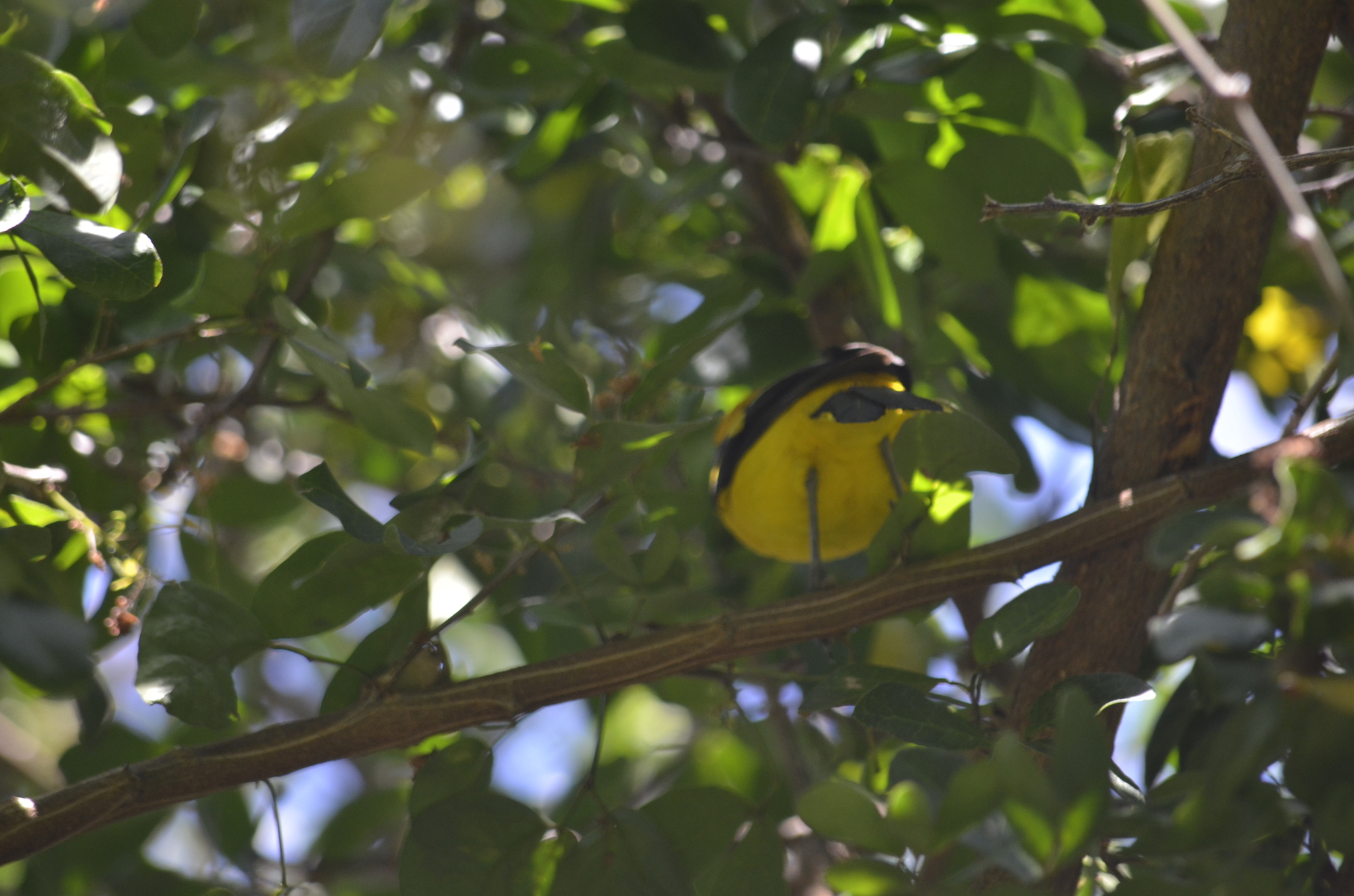 Yellow-tailed Oriole (Icterus mesomelas), photo 8