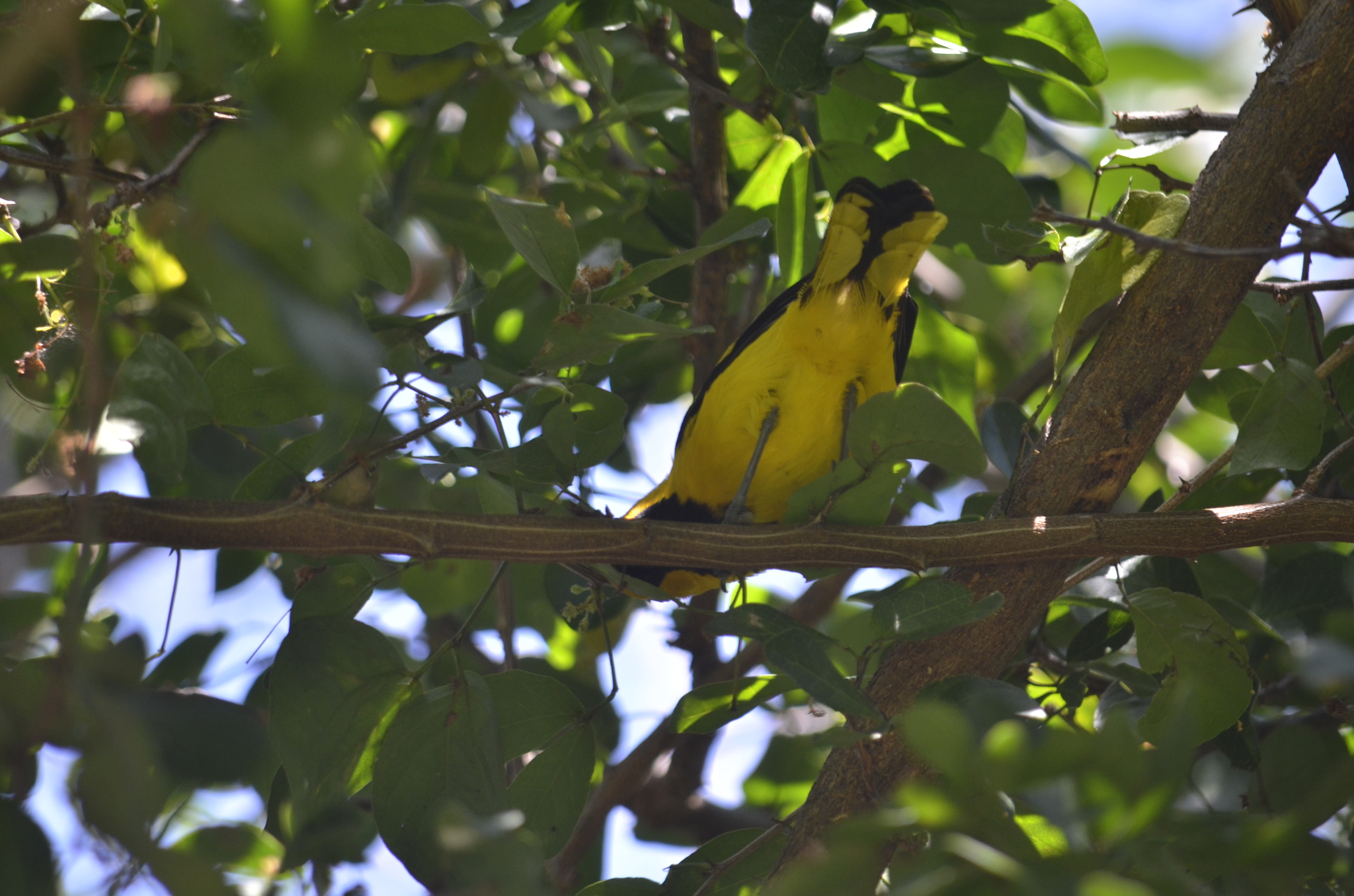 Yellow-tailed Oriole (Icterus mesomelas), photo 9