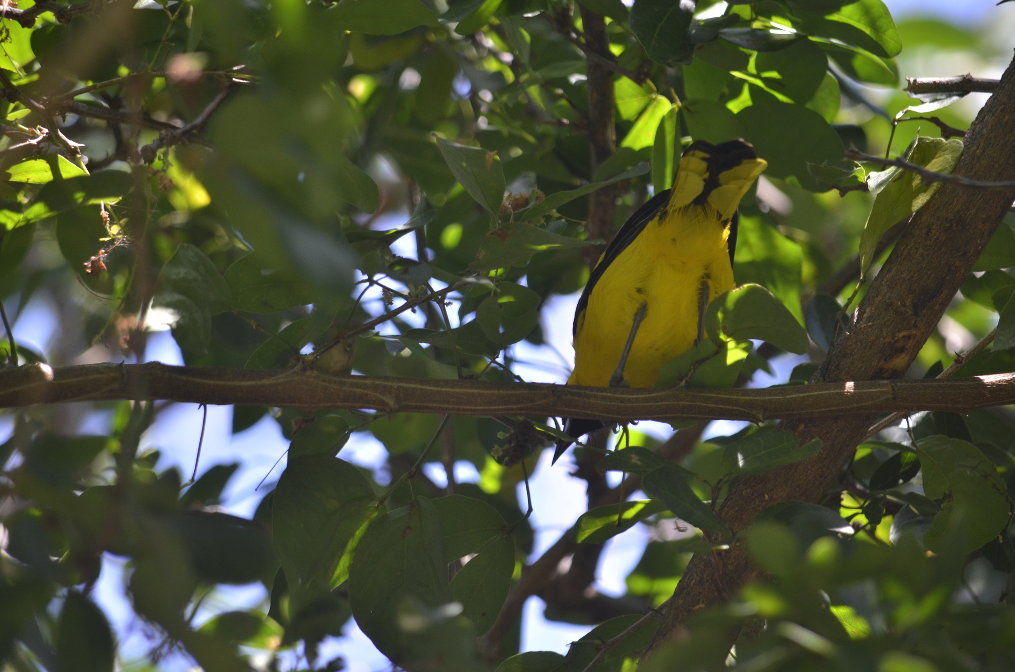 Yellow-tailed Oriole (Icterus mesomelas), photo 10