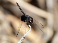 Neurothemis oligoneura