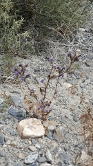 Phacelia crenulata crenulata