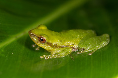 Pristimantis acuminatus