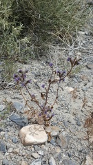 Phacelia crenulata crenulata