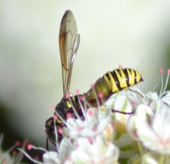 Eucerceris provancheri