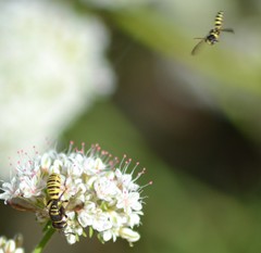 Eucerceris provancheri
