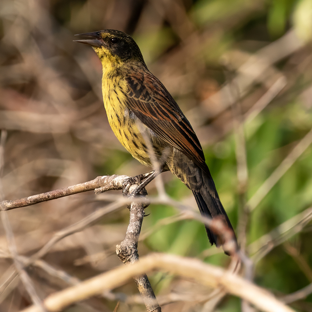 Unicolored Blackbird