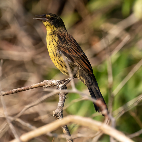 Unicolored Blackbird (Agelasticus cyanopus), photo 8
