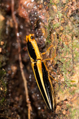 Semiotus bilineatus