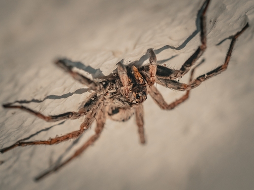 Geolycosa pikei photo 4