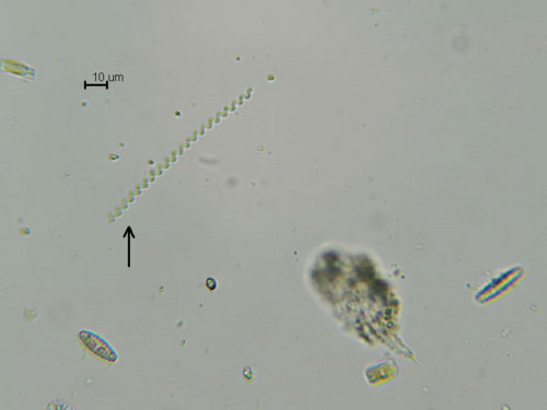 Spirulina major observed 2025-02-11