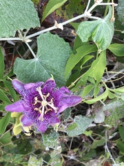 Passiflora incarnata × cincinnata