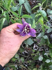 Passiflora incarnata × cincinnata