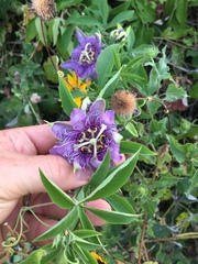 Passiflora incarnata × cincinnata