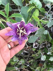Passiflora incarnata × cincinnata