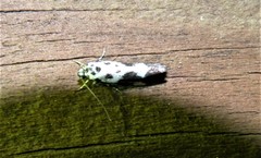Ethmia quadrillella