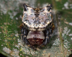 Aspidolasius branicki