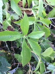 Passiflora incarnata × cincinnata