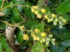 Berberis japonica