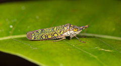 Ichthyobelus bellicosus