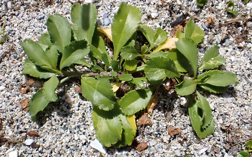 Chatham Islands Scurvy Grass (Lepidium rekohuense)