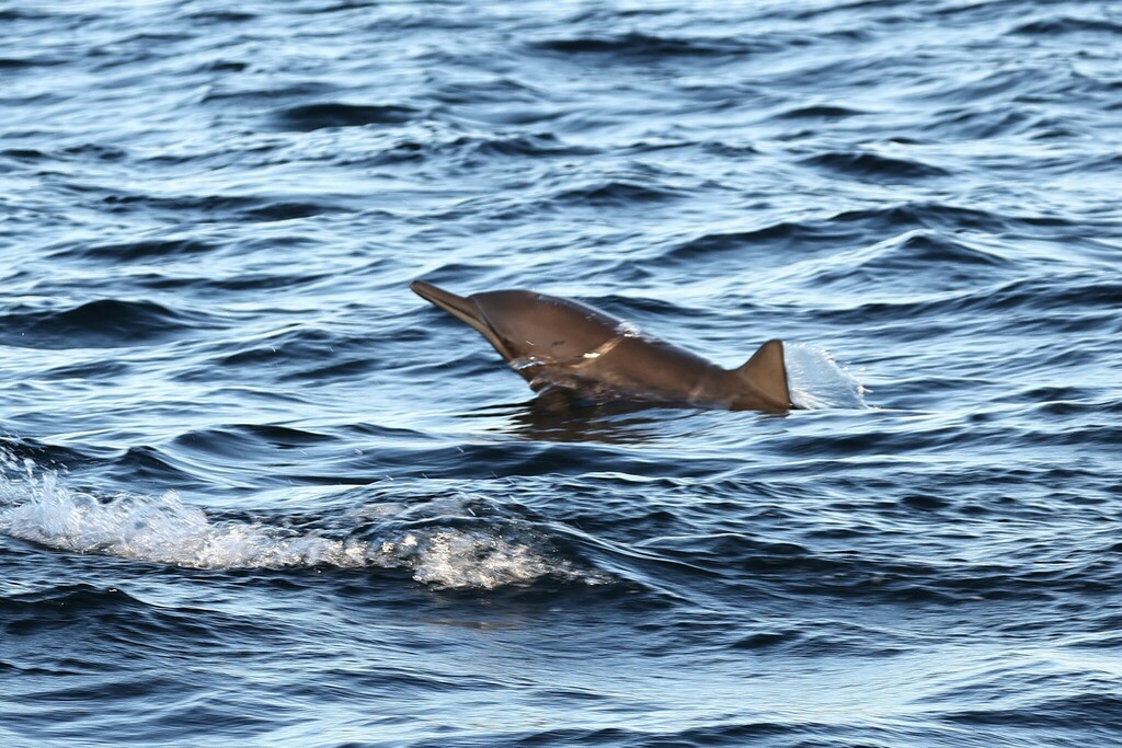 Central American spinner dolphin