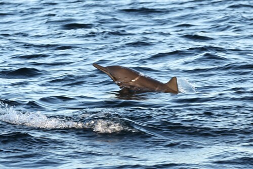 Central American spinner dolphin