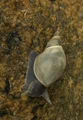 Lymnaea
