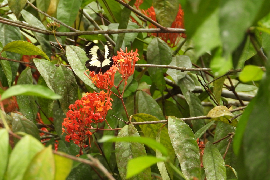 Papilio euchenor (Papilio euchenor)
