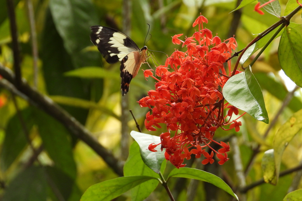 Papilio euchenor (Papilio euchenor)