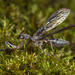 Climaciella obtusa - Photo (c) Graham Wise, algunos derechos reservados (CC BY-SA), subido por Graham Wise