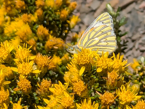 Hypsochila wagenknechti