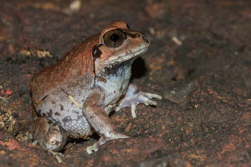 Dobson's Burrowing Frog, Sphaerotheca dobsonii