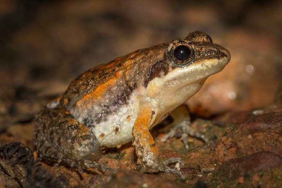 Minevarya Frog