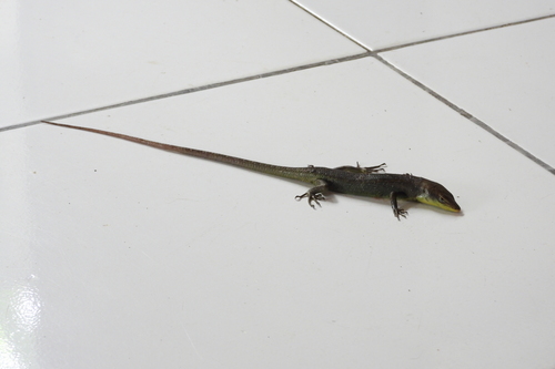 Emoia longicauda