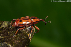 Rhabdoscelus lineaticollis